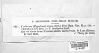 Lyomyces sambuci image